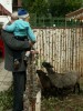 Овцы в Детском контактном зоопарке