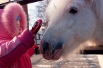 Анастасия Кочегарова, 16 лет, I место, Я люблю свою лошадку, причешу ей шёрстку гладко...