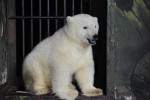 Белый медвежонок Сэрику (фотографии А.Журавлева)