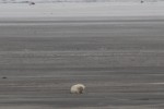 Спасение медвежонкка на острове Белый (фотографии волонтера Андрея Иванова)