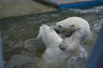 Выросшие белые медведи Пермского зоопарка