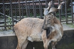 Винторогие козлы Пермского зоопарка