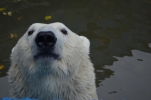 Белые медведи в сентябре 2017г. (фотографии зоолога Мельниковой Е.В.)
