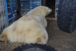 Белые медведи в октябре 2017 (фотографии зоолога Мельниковой Е.В.)