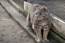 Кот весны на мягких лапах